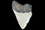Bargain, Fossil Megalodon Tooth - North Carolina #101304-2